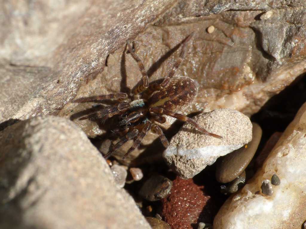 Pirata sp. - Tolfa (RM)